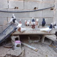 12عدد کبوتر رنگی|پرنده|جهرم, |دیوار