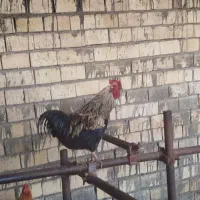 خروس یک ساله