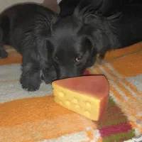 سگ اشپیتز|سگ|لواسان, |دیوار