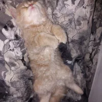 گربه اسکاتیش پرشین ماده|گربه|ارومیه, |دیوار