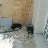 سگ ژرمن گرگی|سگ|مشهد, کلاته برفی|دیوار