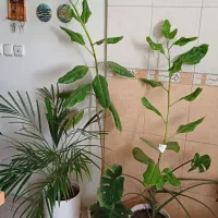 گیاه طبیعی سالم