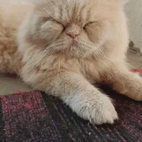 گربه پرشین نر|گربه|اسفراین, |دیوار