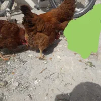 مرغ و خروس محلی فقط معاوضه با مرغ و خروس لاری