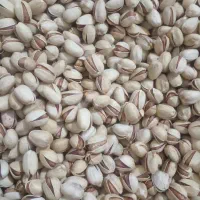 پسته کله قوچی و اکبری