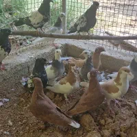 کفتر بهبونی و شهری|پرنده|شیراز, بید زرد|دیوار