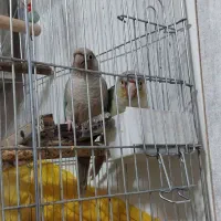 طوطی جفت|پرنده|پاکدشت, پاکدشت (مامازند)|دیوار