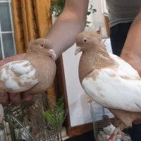 یک جفت سینه زرد|پرنده|کاشان, لتحر|دیوار