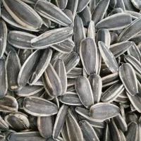 16 کیلو تخمه خام بدون پوچی