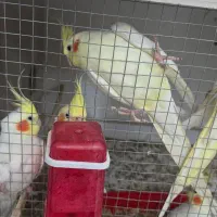 فروش عروس هلندی در جم|پرنده|جم, |دیوار