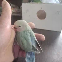 کوتوله  سولاکی|پرنده|باسمنج, |دیوار