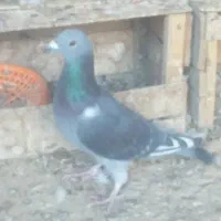 کبوتر پلاکی|پرنده|ارم, |دیوار