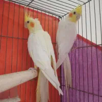 عروس هلندی لوتینو مولد|پرنده|تهران, هاشم‌آباد|دیوار