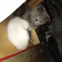 گربه اسکاتیش سفید چشم آبی