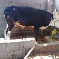 گاو و گوساله|حیوانات مزرعه|برازجان, |دیوار