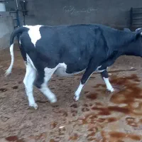 گاو وگوساله تلیسه نوبر