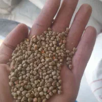 هلر،لوبیا،گاودانه،گرگرو،سنگینک|خوردنی و آشامیدنی|چنارود, |دیوار