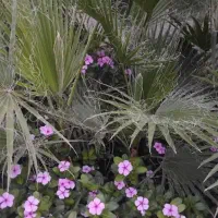 پالم واشنگتن تنه قرمز|خدمات باغبانی و درختکاری|ارطه, |دیوار