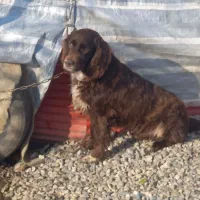 سگ گم شده یا دزدیده شده