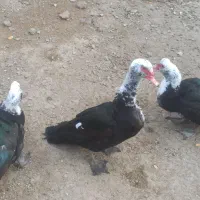 سه عدداوردک نرفروشی|حیوانات مزرعه|زهک, |دیوار