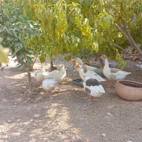 فروش ۲۵عدد مرغ و خروس ۷ماهه جوان و سالم و ۸عدد غاز|پرنده|ایلام, |دیوار