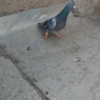 کفتر سبز پلاکی