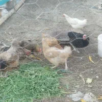 مرغ خروس گلین
