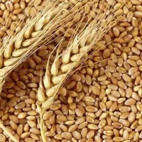 گندم  بذری حیدری و.  ام۱۷