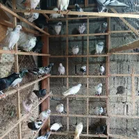 تعداد ۱۰۰ عدد کبوتر پروازی وجفتگاهی برای فروش|پرنده|رشت, پیرکلاچای|دیوار