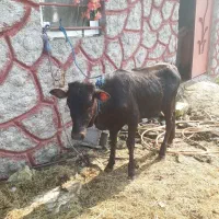 ۳راس لیشه دورگ چالوسی         گاو ورزا