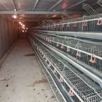 قفس مرغ تخمگذار