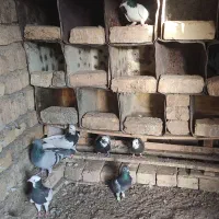 کبوتر طوقی|پرنده|دشتابی, |دیوار