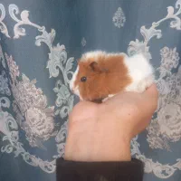 خوکچه هندی|موش و خرگوش|مشهد, پورسینا|دیوار