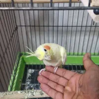 عروس هلندی