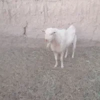 تکه کل سانن