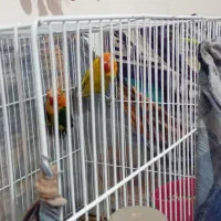 یک جفت کوتوله ب ضمانت|پرنده|کاشمر, |دیوار