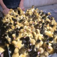 اردک یک روزه