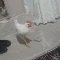 خروس سفید جهت قربانی