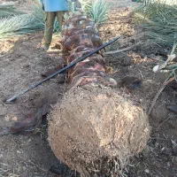 خرید فروش انواع نخل|خدمات باغبانی و درختکاری|شادگان, |دیوار