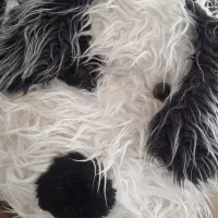 عروسک سگ نو