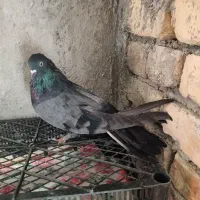 کبوتر پر|پرنده|فرخ‌شهر, |دیوار