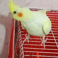عروس هلندی