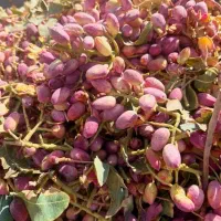 فروش پوست پسته ،کربن پسته|عمدهفروشی|مه ولات, |دیوار