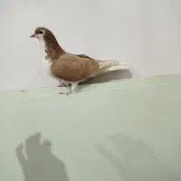 جفت ساده|پرنده|سبزوار, امیر کبیر|دیوار