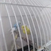 دو عدد مرغ عشق|پرنده|رودهن, |دیوار