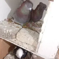 یک جفت سرخ تمیز|پرنده|سرخنکلاته, |دیوار