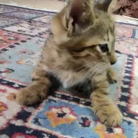 واگذاری گربع ماده|گربه|محمدشهر, ولدآباد|دیوار