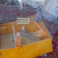 عروس هلندی