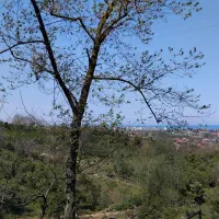 سوئیت جنگلی خانواده ومجردتلکابین