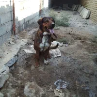 سگ نگهبان|سگ|تهران, حسن‌آباد|دیوار